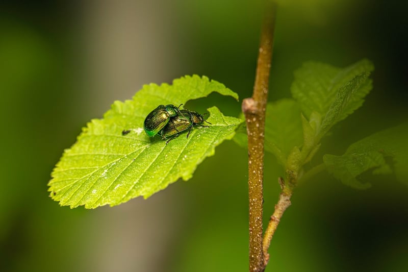 Pest control strategies